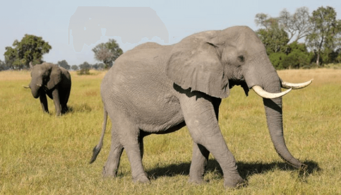 Elephants roaming freely at Yankari Game Reserve.