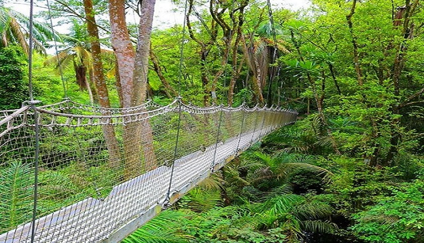 Children exploring the canopy walk at Lekki Conservation Centre